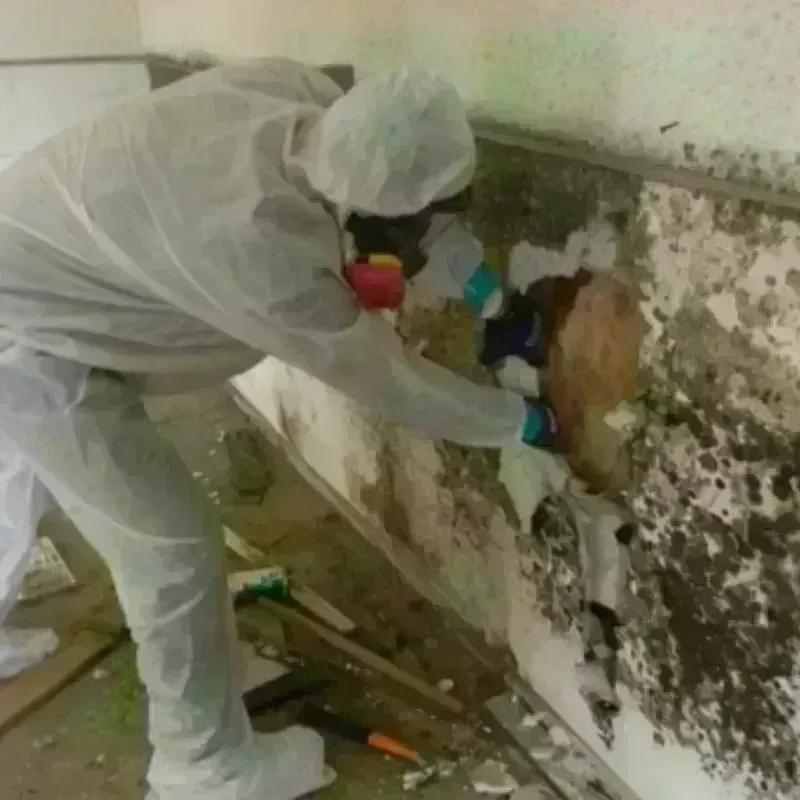 Mold Remediation and Removal in Grayville, IL